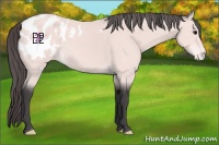 Horse Color:Platinum Buckskin Blanket 