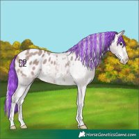 Horse Color:Platinum Painted Silver Bay Sabino Appaloosa 