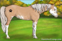 Horse Color:Silver Bay Dun Sabino Splash 