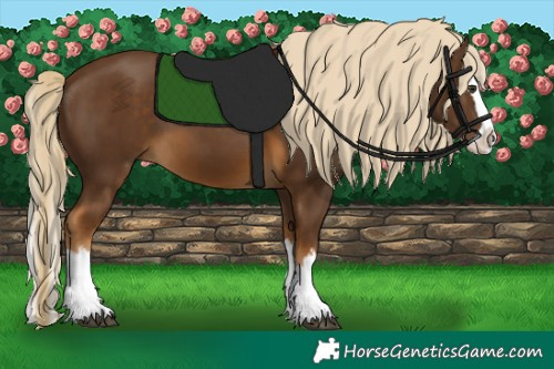 Horse Color:Chocolate Palomino Splash 