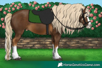 Horse Color:Chocolate Palomino Splash