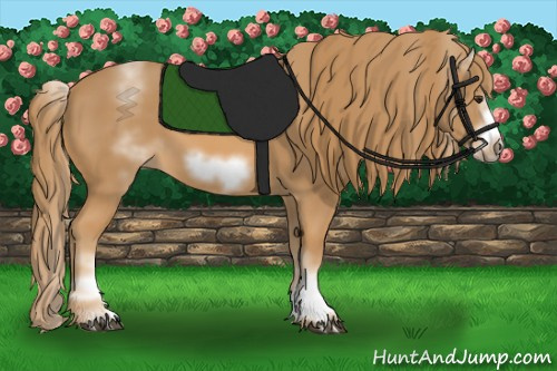 Horse Color:White Spotted Chestnut Frame 
