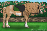 Horse Color:White Spotted Chestnut Frame 