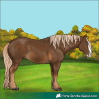 Horse Color:Chocolate Palomino Splash