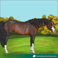 Horse Color:Brown Rabicano 