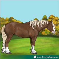 Horse Color:Chocolate Palomino Splash 