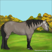 Horse Color:Gray Grullo 