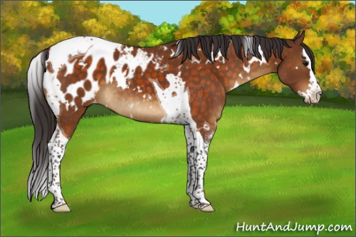 Horse Color:White Spotted Buckskin Splash Tobiano Appaloosa 