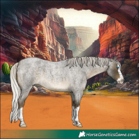 Horse Color:Silver Buckskin Roan Splash
