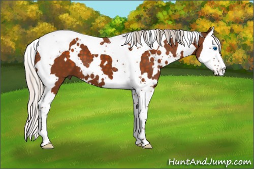 Horse Color:White Spotted Silver Buckskin Splash Tobiano 