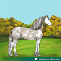 Horse Color:White Spotted Silver Buckskin Roan Dun Splash 