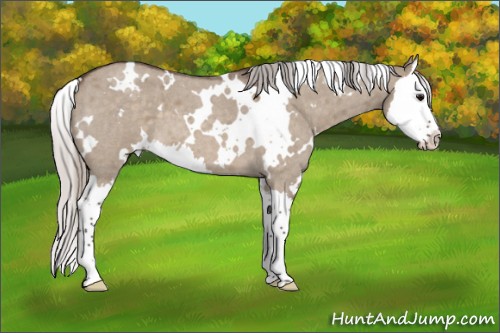 Horse Color:White Spotted Silver Brown Roan Dun Splash 