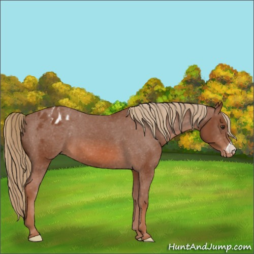 Horse Color:Chestnut Appaloosa 