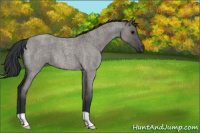 Horse Color:Grullo Roan 