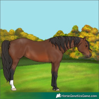 Horse Color:Brown 