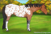 Horse Color:Bay Appaloosa