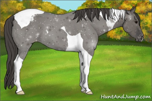Horse Color:Grullo Tobiano Appaloosa 