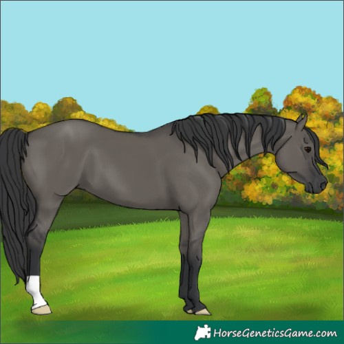 Horse Color:Grullo 