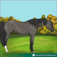 Horse Color:Grullo 