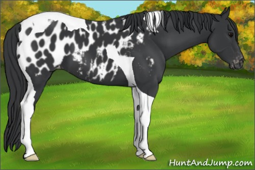 Horse Color:Black Tobiano Appaloosa 