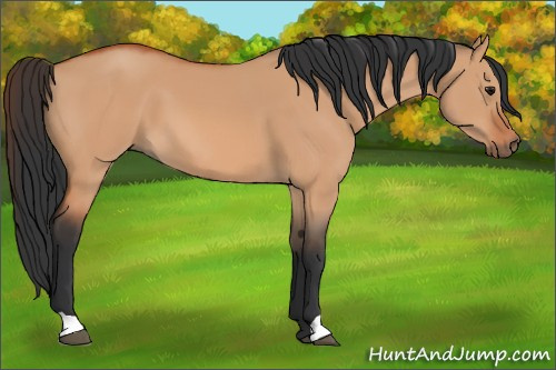 Horse Color:Bay Dun 