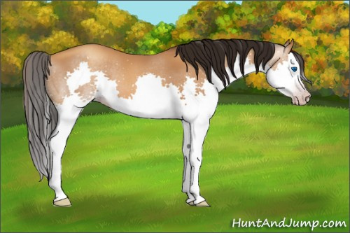 Horse Color:Gray Amber Champagne Splash 