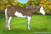 Horse Color:Chocolate Palomino Splash 