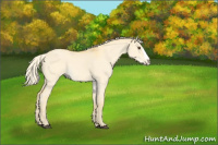 Horse Color:Palomino Roan Dun Splash 