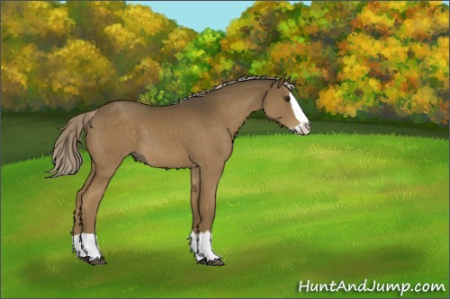 Horse Color:Chocolate Palomino Splash 