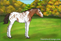 Horse Color:White Spotted Buckskin Appaloosa Rabicano 