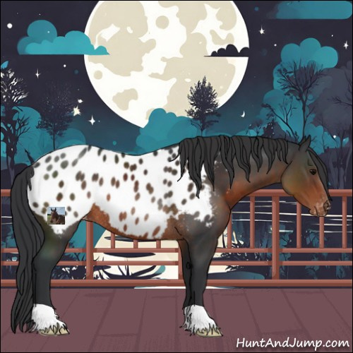 Horse Color:Brown Near Leopard Rabicano