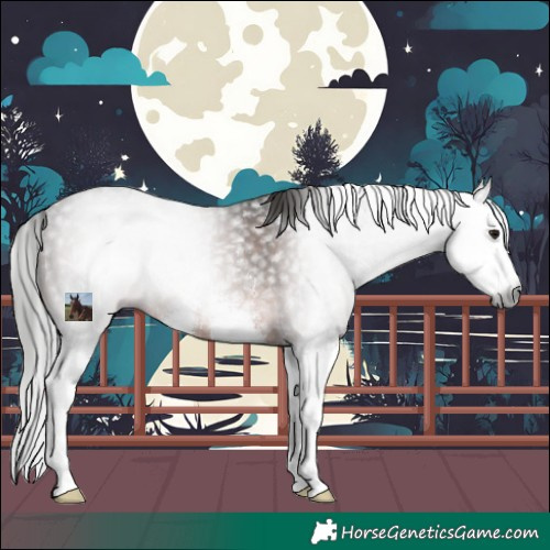 Horse Color:Gray Brown Sabino Splash Rabicano 
