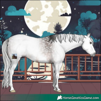 Horse Color:Gray Brown Sabino Splash Rabicano