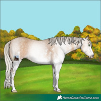 Horse Color:Gray White Spotted Silver Amber Champagne Rabicano 