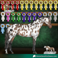 Horse Color:Brown Dun Mushroom Sabino Appaloosa 
