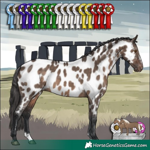 Horse Color:Brown Dun Mushroom Sabino Appaloosa 