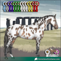 Horse Color:Brown Dun Mushroom Sabino Appaloosa 
