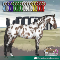 Horse Color:Brown Dun Mushroom Sabino Appaloosa 