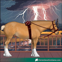 Horse Color:Palomino 