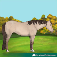 Horse Color:Amber Champagne Dun 