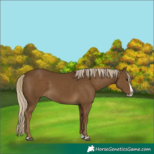 Horse Color:Chocolate Palomino Splash 