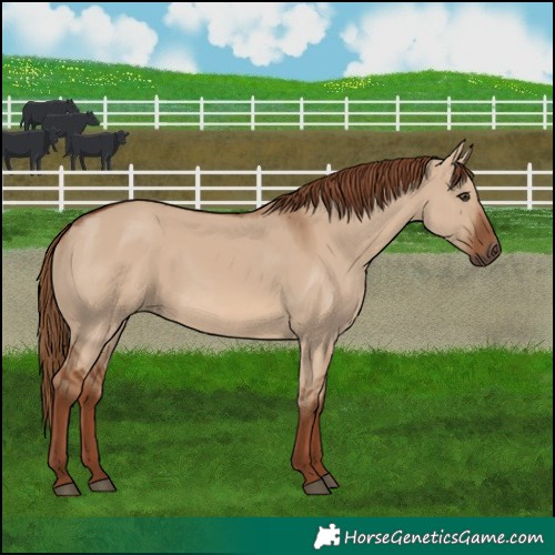 Horse Color:Red Dun 