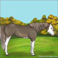 Horse Color:Chocolate Palomino Splash