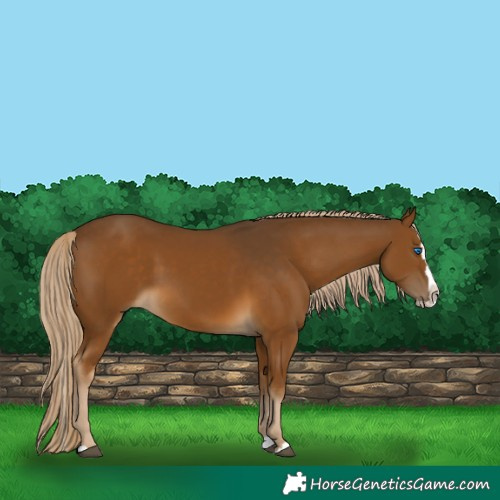 Horse Color:Chocolate Palomino Splash 