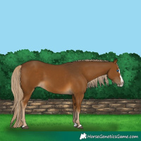 Horse Color:Chocolate Palomino Splash 