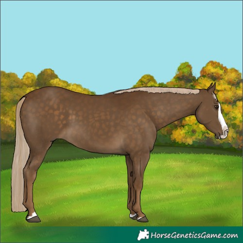 Horse Color:Chocolate Palomino Splash
