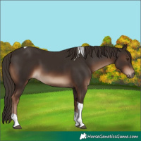 Horse Color:Liver Chestnut Tobiano 