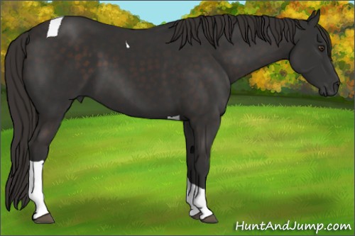 Horse Color:Liver Chestnut Tobiano 
