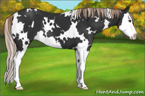 Horse Color:White Spotted Liver Chestnut Splash 