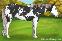 Horse Color:White Spotted Liver Chestnut Splash 